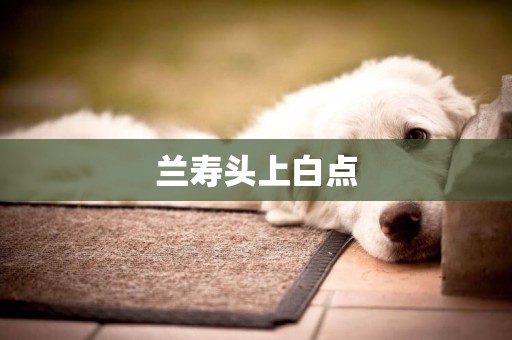 蘭壽頭上白點