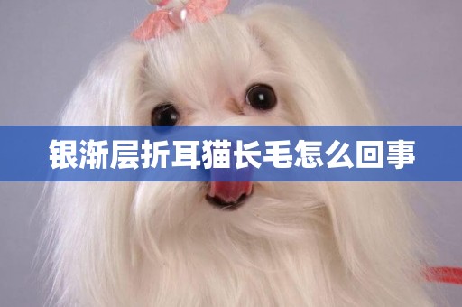 銀漸層折耳貓長毛怎么回事