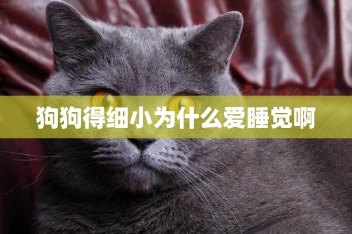 狗狗得細小為什么愛睡覺啊