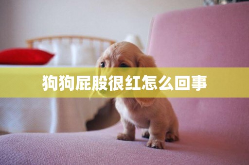 狗狗屁股很紅怎么回事