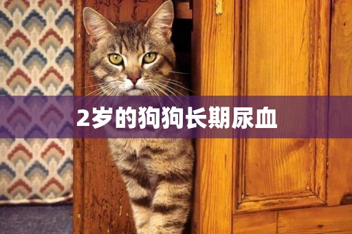 2歲的狗狗長期尿血