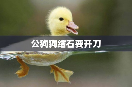 公狗狗結石要開刀