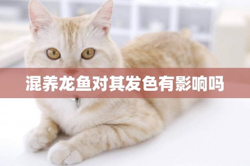 混養龍魚對其發色有影響嗎