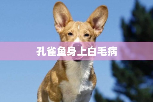 孔雀魚身上白毛病