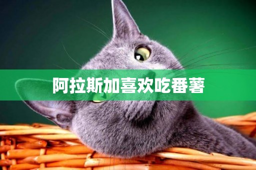 阿拉斯加喜歡吃番薯