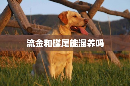 流金和碟尾能混養嗎