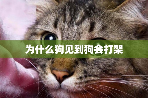 為什么狗見到狗會打架