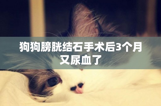 狗狗膀胱結石手術后3個月又尿血了