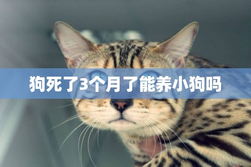 狗死了3個月了能養小狗嗎