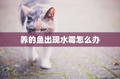 養的魚出現水霉怎么辦