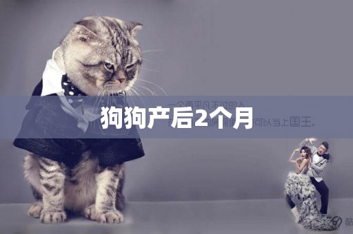 狗狗產后2個月