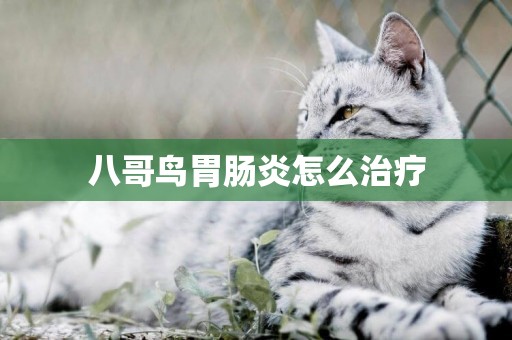 八哥鳥胃腸炎怎么治療