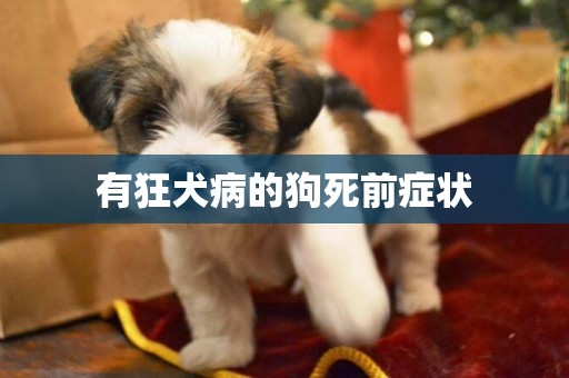 有狂犬病的狗死前癥狀