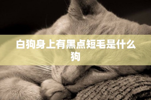 白狗身上有黑點短毛是什么狗