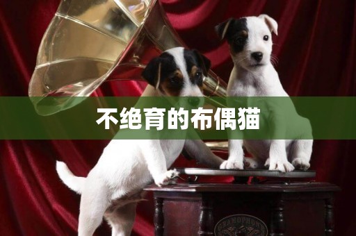 不絕育的布偶貓