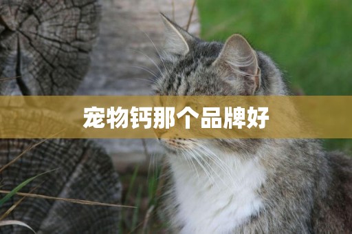 寵物鈣那個品牌好