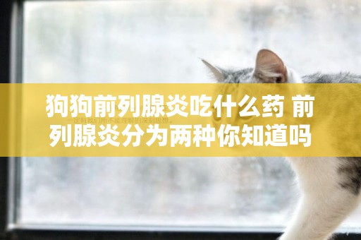 狗狗前列腺炎吃什么藥 前列腺炎分為兩種你知道嗎