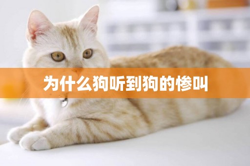 為什么狗聽到狗的慘叫