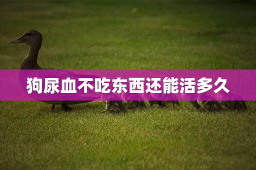 狗尿血不吃東西還能活多久