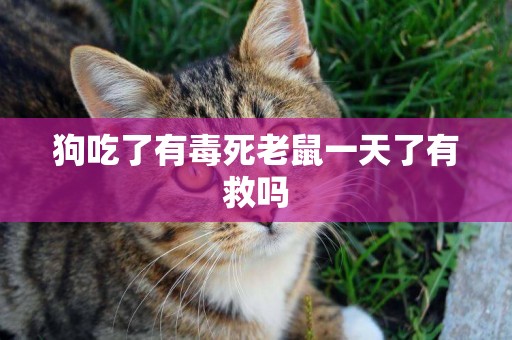 狗吃了有毒死老鼠一天了有救嗎