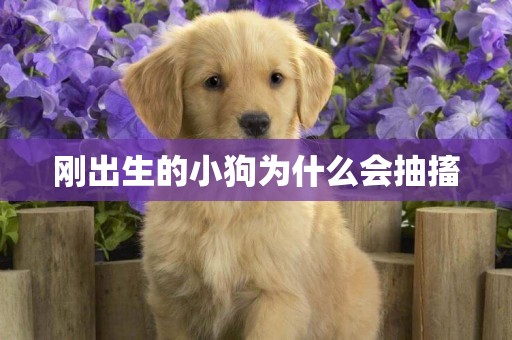剛出生的小狗為什么會抽搐
