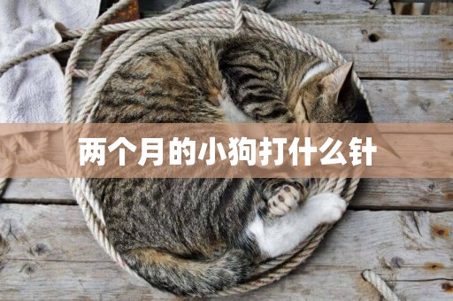 兩個月的小狗打什么針