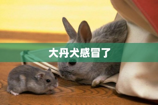 大丹犬感冒了