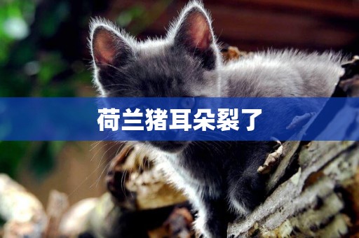荷蘭豬耳朵裂了