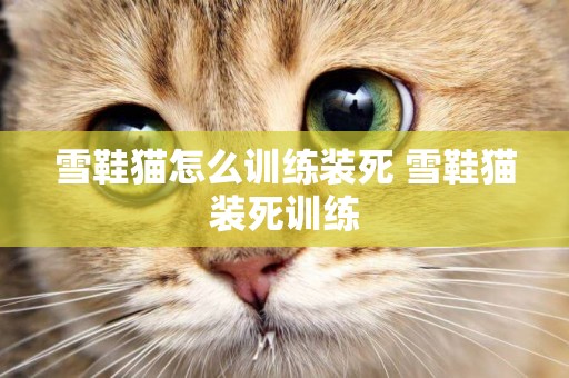 雪鞋貓怎么訓練裝死 雪鞋貓裝死訓練