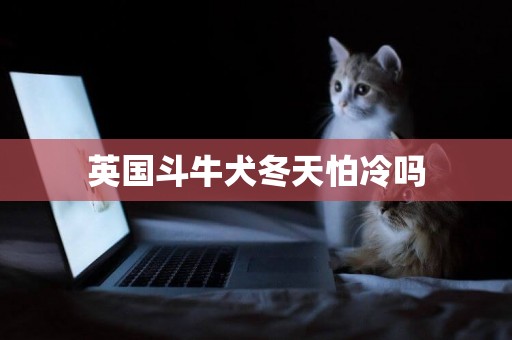 英國斗牛犬冬天怕冷嗎
