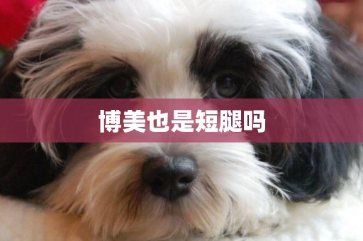 博美也是短腿嗎
