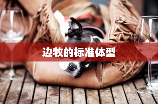 邊牧的標準體型