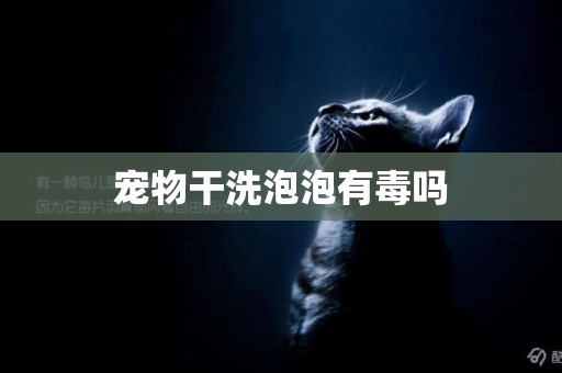 寵物干洗泡泡有毒嗎
