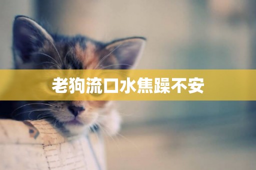 老狗流口水焦躁不安