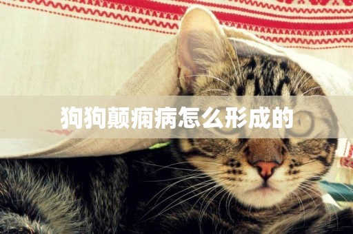 狗狗顛癇病怎么形成的