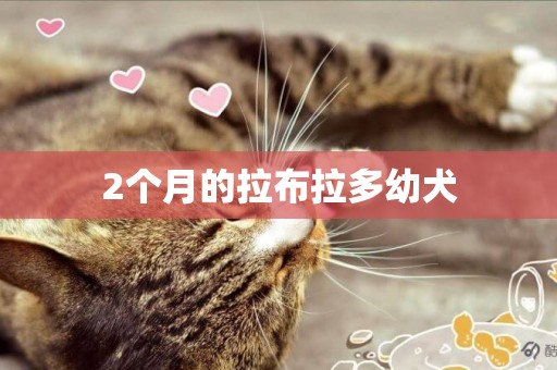 2個月的拉布拉多幼犬
