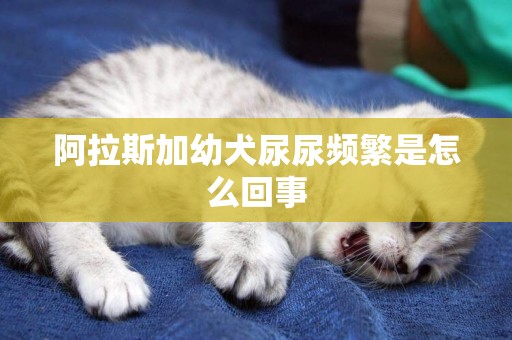 阿拉斯加幼犬尿尿頻繁是怎么回事