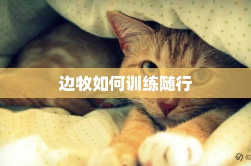 邊牧如何訓練隨行