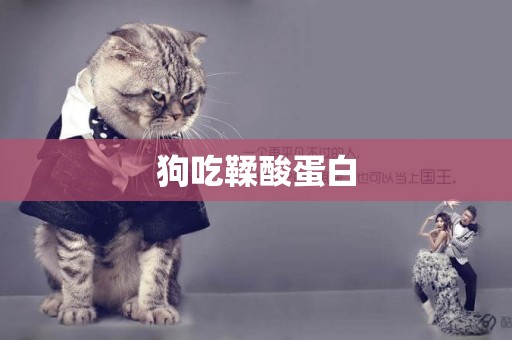 狗吃鞣酸蛋白
