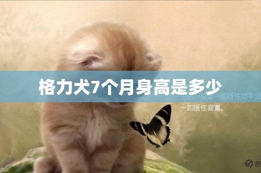 格力犬7個月身高是多少