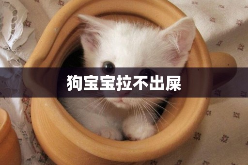 狗寶寶拉不出屎