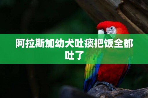 阿拉斯加幼犬吐痰把飯全都吐了
