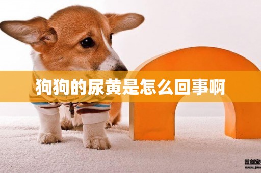 狗狗的尿黃是怎么回事啊