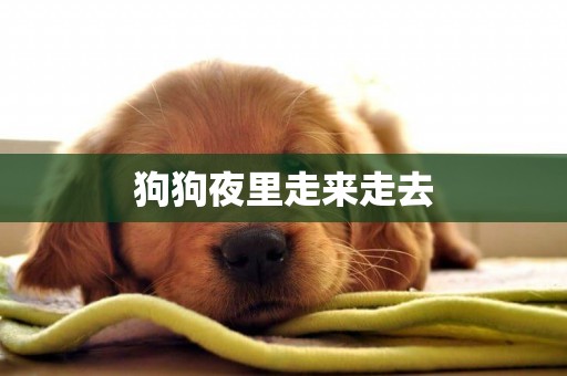 狗狗夜里走來走去