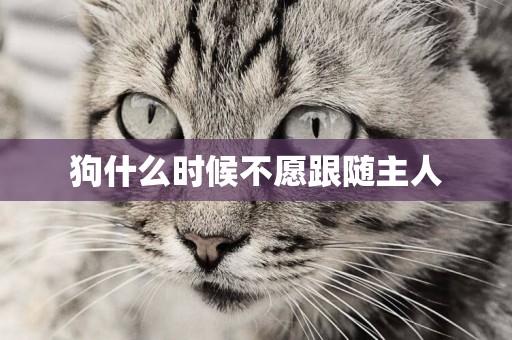 狗什么時候不愿跟隨主人