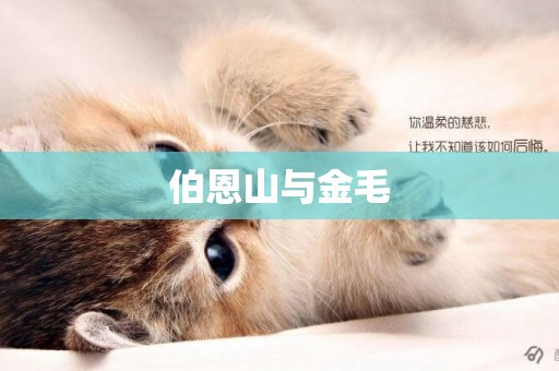 伯恩山與金毛