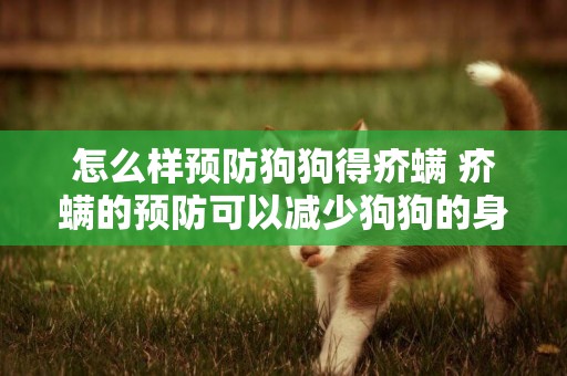 怎么樣預防狗狗得疥螨 疥螨的預防可以減少狗狗的身體問題