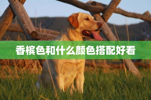 香檳色和什么顏色搭配好看
