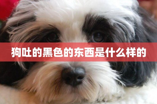 狗吐的黑色的東西是什么樣的
