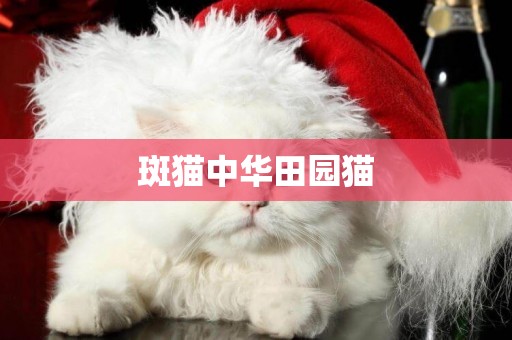 斑貓中華田園貓